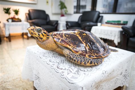 客廳掛心經好嗎 海龜標本